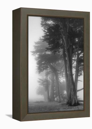 Coastal Trees-Vincent James-Framed Premier Image Canvas