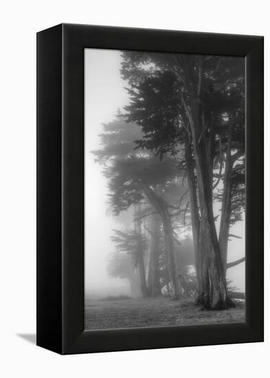 Coastal Trees-Vincent James-Framed Premier Image Canvas