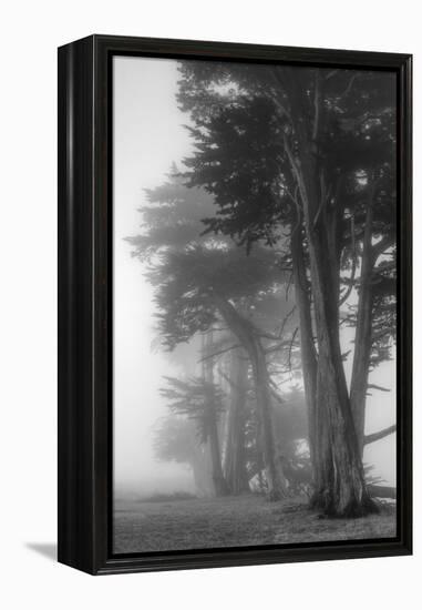 Coastal Trees-Vincent James-Framed Premier Image Canvas