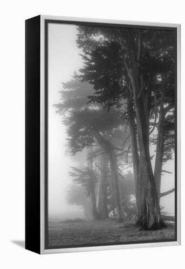 Coastal Trees-Vincent James-Framed Premier Image Canvas