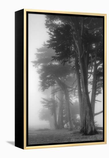 Coastal Trees-Vincent James-Framed Premier Image Canvas