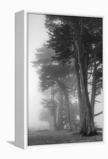 Coastal Trees-Vincent James-Framed Premier Image Canvas