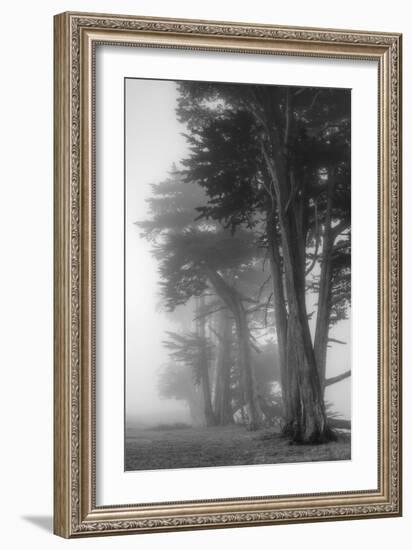 Coastal Trees-Vincent James-Framed Photographic Print