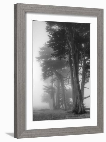 Coastal Trees-Vincent James-Framed Photographic Print