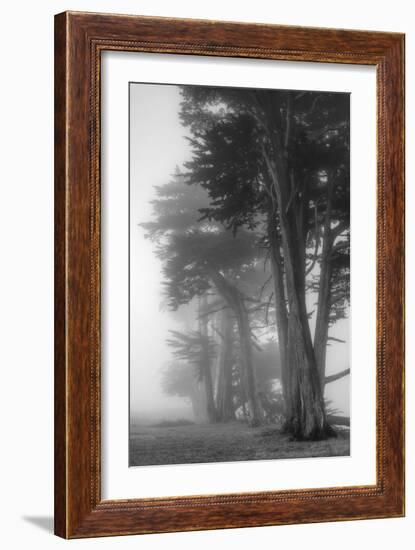 Coastal Trees-Vincent James-Framed Photographic Print