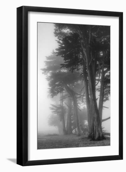 Coastal Trees-Vincent James-Framed Photographic Print