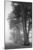 Coastal Trees-Vincent James-Mounted Photographic Print