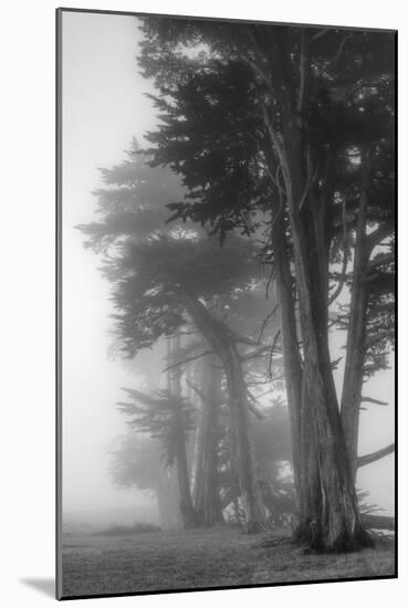 Coastal Trees-Vincent James-Mounted Photographic Print