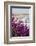 Coastal View with Flowers and Fence, Pismo Beach, California, USA-Cindy Miller Hopkins-Framed Photographic Print