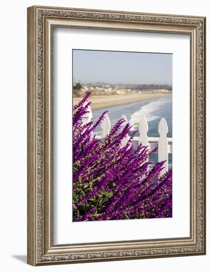 Coastal View with Flowers and Fence, Pismo Beach, California, USA-Cindy Miller Hopkins-Framed Photographic Print