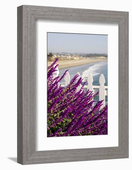 Coastal View with Flowers and Fence, Pismo Beach, California, USA-Cindy Miller Hopkins-Framed Photographic Print