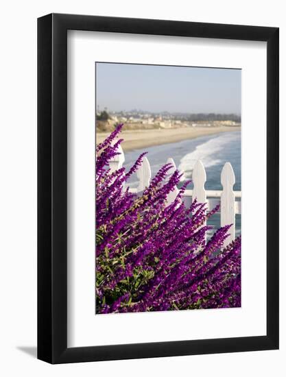 Coastal View with Flowers and Fence, Pismo Beach, California, USA-Cindy Miller Hopkins-Framed Photographic Print