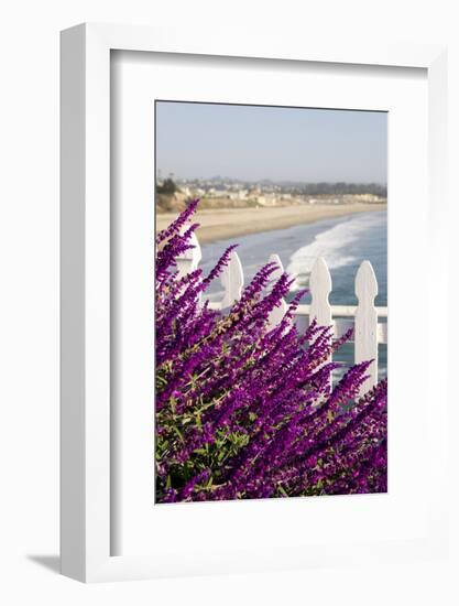 Coastal View with Flowers and Fence, Pismo Beach, California, USA-Cindy Miller Hopkins-Framed Photographic Print