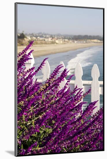Coastal View with Flowers and Fence, Pismo Beach, California, USA-Cindy Miller Hopkins-Mounted Photographic Print
