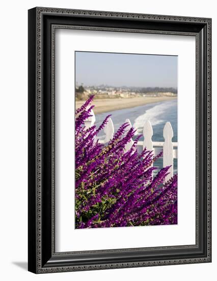 Coastal View with Flowers and Fence, Pismo Beach, California, USA-Cindy Miller Hopkins-Framed Photographic Print