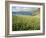 Coastal Wildflowers, Huisinis, Machair. Isle of Harris, Scotland-Martin Zwick-Framed Photographic Print