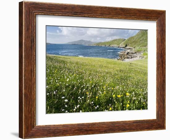 Coastal Wildflowers, Huisinis, Machair. Isle of Harris, Scotland-Martin Zwick-Framed Photographic Print