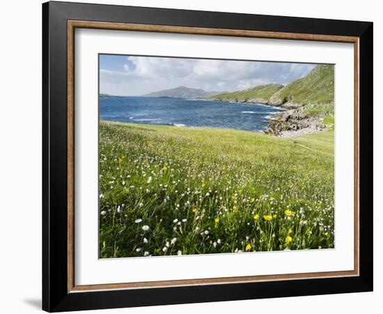 Coastal Wildflowers, Huisinis, Machair. Isle of Harris, Scotland-Martin Zwick-Framed Photographic Print