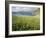 Coastal Wildflowers, Huisinis, Machair. Isle of Harris, Scotland-Martin Zwick-Framed Photographic Print