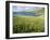 Coastal Wildflowers, Huisinis, Machair. Isle of Harris, Scotland-Martin Zwick-Framed Photographic Print