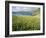 Coastal Wildflowers, Huisinis, Machair. Isle of Harris, Scotland-Martin Zwick-Framed Photographic Print