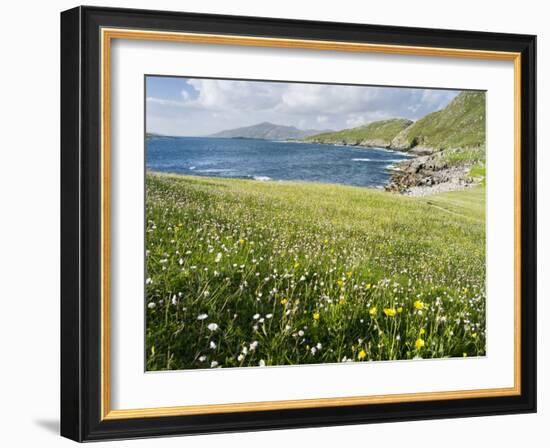 Coastal Wildflowers, Huisinis, Machair. Isle of Harris, Scotland-Martin Zwick-Framed Photographic Print