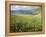 Coastal Wildflowers, Huisinis, Machair. Isle of Harris, Scotland-Martin Zwick-Framed Premier Image Canvas