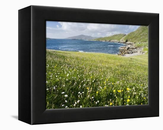 Coastal Wildflowers, Huisinis, Machair. Isle of Harris, Scotland-Martin Zwick-Framed Premier Image Canvas