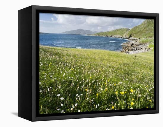 Coastal Wildflowers, Huisinis, Machair. Isle of Harris, Scotland-Martin Zwick-Framed Premier Image Canvas