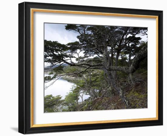 Coastline, Ushuaia, Tierra Del Fuego National Park, Argentina, South America-Thorsten Milse-Framed Photographic Print