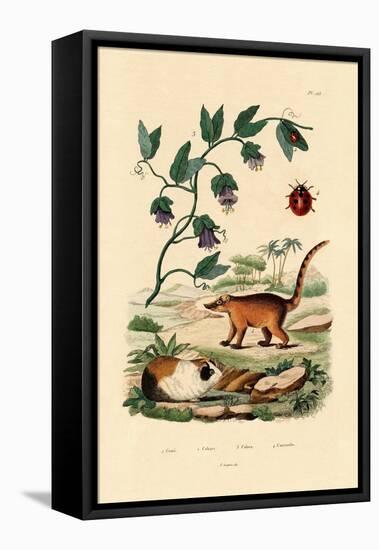 Coati, 1833-39-null-Framed Premier Image Canvas