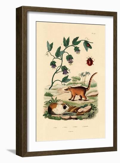 Coati, 1833-39-null-Framed Giclee Print