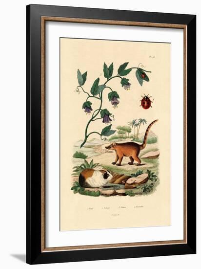 Coati, 1833-39-null-Framed Giclee Print