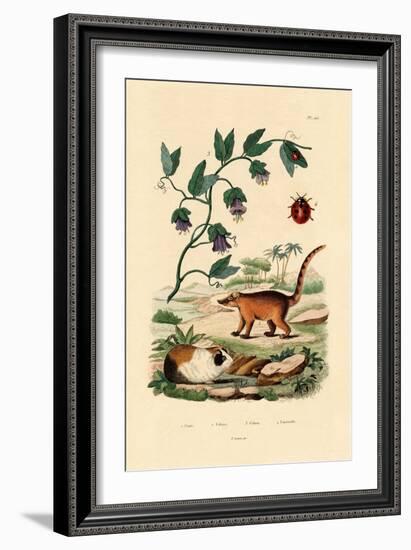 Coati, 1833-39-null-Framed Giclee Print