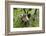 Coati, Costa Rica-null-Framed Photographic Print