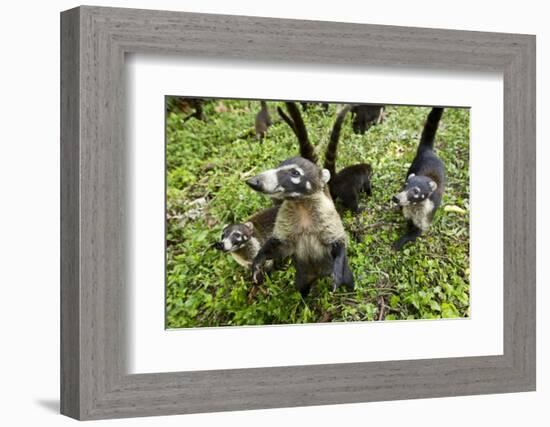 Coati, Costa Rica-null-Framed Photographic Print