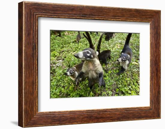 Coati, Costa Rica-null-Framed Photographic Print