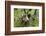 Coati, Costa Rica-null-Framed Photographic Print