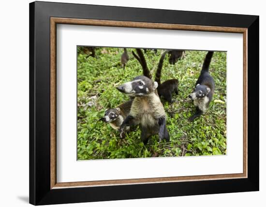 Coati, Costa Rica-null-Framed Photographic Print