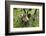 Coati, Costa Rica-null-Framed Photographic Print