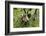 Coati, Costa Rica-null-Framed Photographic Print