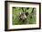 Coati, Costa Rica-null-Framed Photographic Print