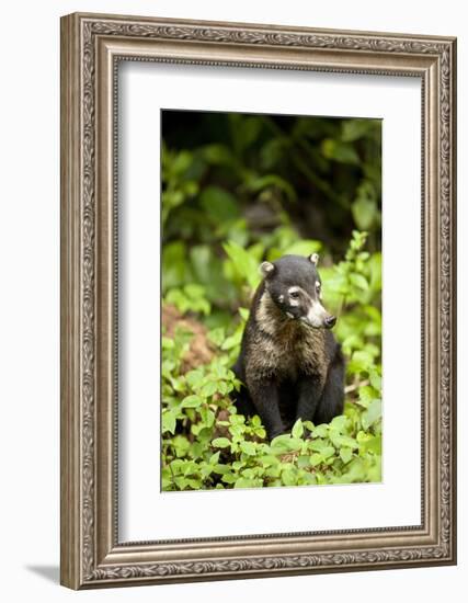 Coati, Costa Rica-null-Framed Photographic Print