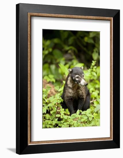 Coati, Costa Rica-null-Framed Photographic Print