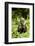 Coati, Costa Rica-null-Framed Photographic Print