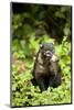 Coati, Costa Rica-null-Mounted Photographic Print