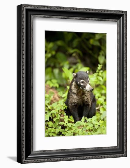 Coati, Costa Rica-null-Framed Photographic Print