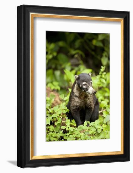 Coati, Costa Rica-null-Framed Photographic Print