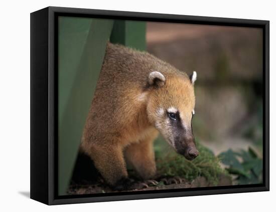 Coati Mundi, Argentina-Walter Bibikow-Framed Premier Image Canvas