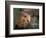 Coati Mundi, Argentina-Walter Bibikow-Framed Photographic Print